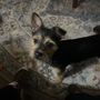 Photo of Anderson Animal Hospital