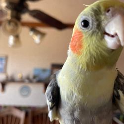 Apple Valley Feed Bin - Jackson & Bubby best pals since 2008