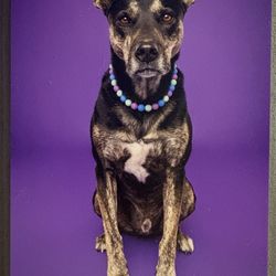 Jennifer Lynn Photography - My handsome boy.