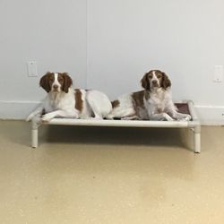 Club Pet