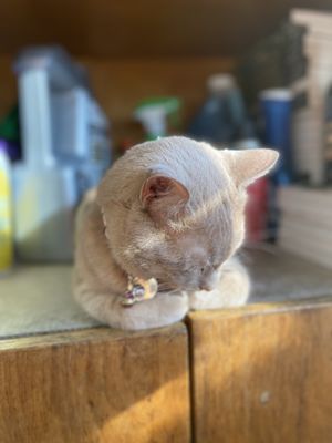 Brooklyn Driving School, Inc