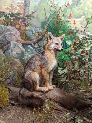 Santa Cruz Museum of Natural History by null