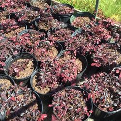 Eakers Nurseries & Tree Farm