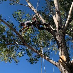 Prevish Home and Tree Services