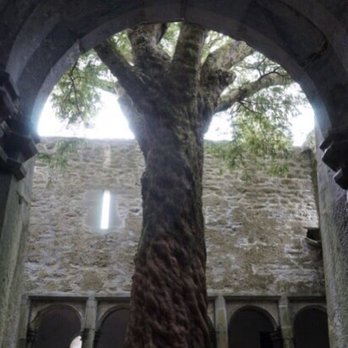 Muckross Abbey - yew tree in Muckross Abbey - Landmarks & Historical Buildings Near Me - Carrigafreaghane, Kentucky