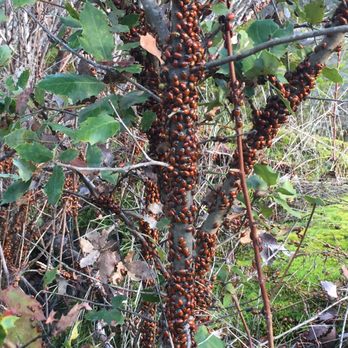 Stevens Trail - Hibernating lady bugs - Hiking Near Me - Colfax, California