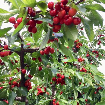 Bloomfield Cherries - Look at those beautifully red Bing cherries P: - Pick Your Own Farms Near Me - Brentwood, California