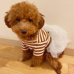 vca animal hospital federal way