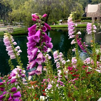 Vitagliano Winery - Gorgeous foxgloves blooming by the pond - Wineries Near Me - Temecula, California Vitagliano Winery - Gorgeous foxgloves blooming by the pond - Wineries Near Me - Temecula, California