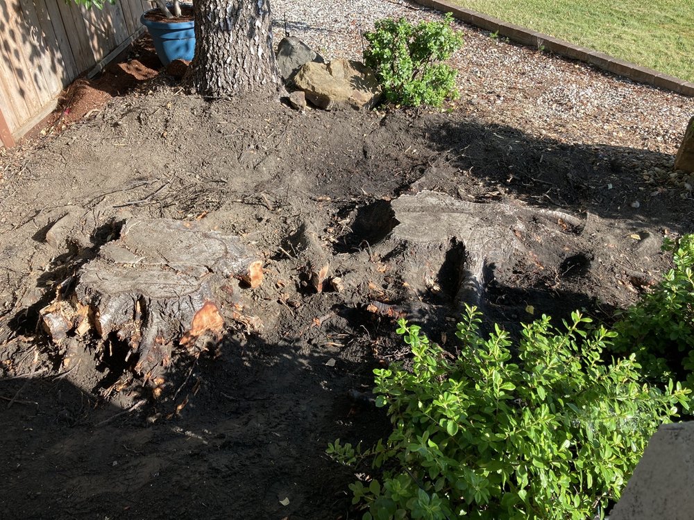 Good Stump Removal - tree service in Napa, CA