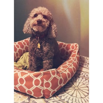 The Ruff Life - Travel Agents Near Me The Ruff Life - Travel Agents Near Me