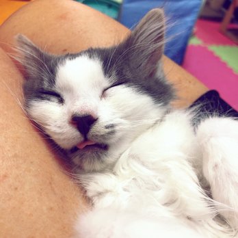 Toe Beans Cat Cafe - Animal Shelters Near Me - Port Hope, Ontario