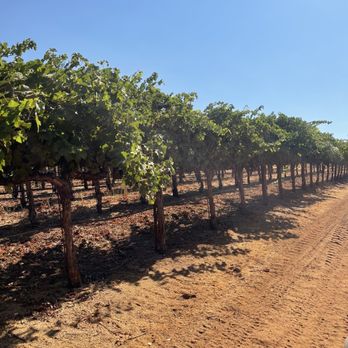 Smith-Madrone Vineyards - rows of grape plants - Wineries Near Me - Saint Helena, California Smith-Madrone Vineyards - rows of grape plants - Wineries Near Me - Saint Helena, California