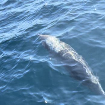 Harbor Breeze - Dolphin next to the boat - Boat Charters Near Me - Long Beach, California Harbor Breeze - Dolphin next to the boat - Boat Charters Near Me - Long Beach, California