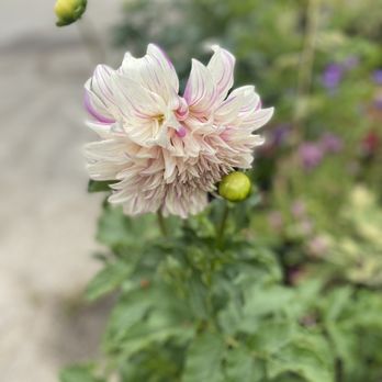 Sego Nursery - Dahlias - Nurseries & Gardening Near Me - Valley Village, California Sego Nursery - Dahlias - Nurseries & Gardening Near Me - Valley Village, California