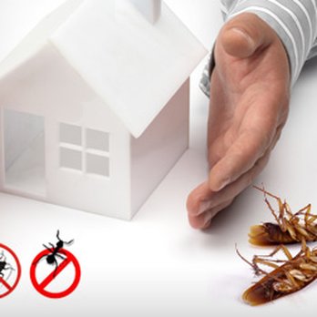 Expert Exterminating - Pest Control Near Me - New York, New York