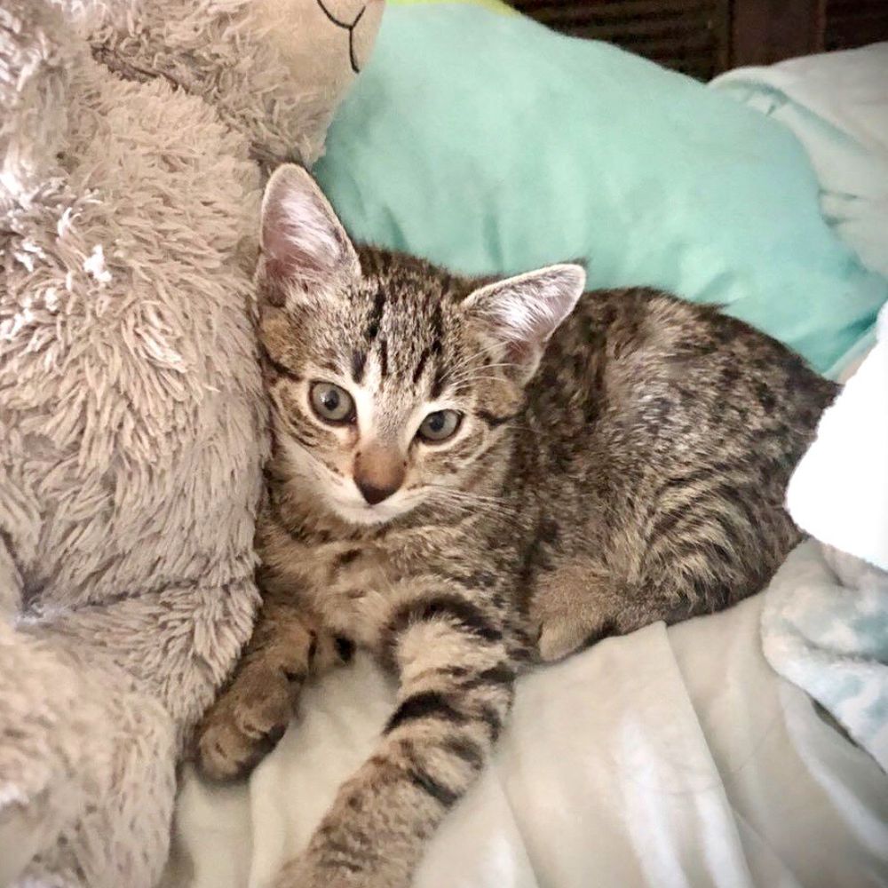 Southern Counties Rescue - Pet Adoption Near Me Southern Counties Rescue - Pet Adoption Near Me