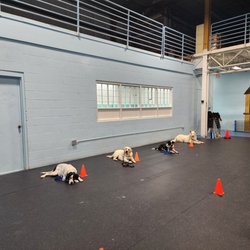 Canine Obedience Training at hunt club - Advanced Intermediate level training class