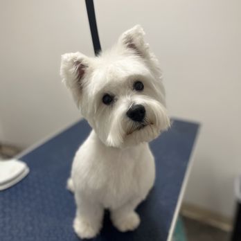 Keeta’s Pet Salon - Full Groom - Pet Groomers Near Me - Pittsburgh, Pennsylvania Keeta’s Pet Salon - Full Groom - Pet Groomers Near Me - Pittsburgh, Pennsylvania