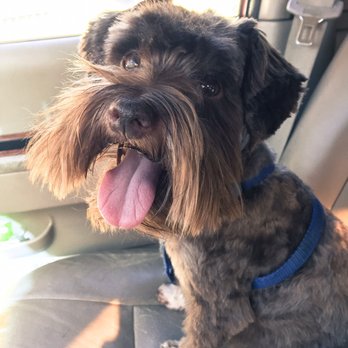 Keystone Pet Place - Jennifer did a great job with Baxter's haircut! :) - Pet Stores Near Me - Mount Joy, Pennsylvania
