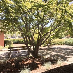 Rossmoor Dental - The lovely view from near Dr. Karimian's office :)