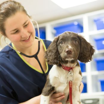 Vets Now Preston - Veterinarians Near Me - Blackburn, LAN Vets Now Preston - Veterinarians Near Me - Blackburn, LAN