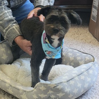 Lap Dog Legends - Pet Groomers Near Me - Port Angeles , Washington Lap Dog Legends - Pet Groomers Near Me - Port Angeles , Washington