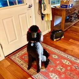 Freya Looking so great from Rainy Day Grooming's Adrian..... Freya Looking so great from Rainy Day Grooming's Adrian.....