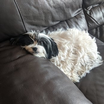 AUSSIE PET MOBILE NW CHICAGOLAND - Updated January 2025 - 55