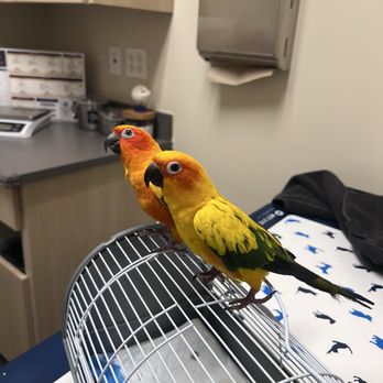 Vetco Total Care - Birds - Veterinarians Near Me - San Pedro, California Vetco Total Care - Birds - Veterinarians Near Me - San Pedro, California