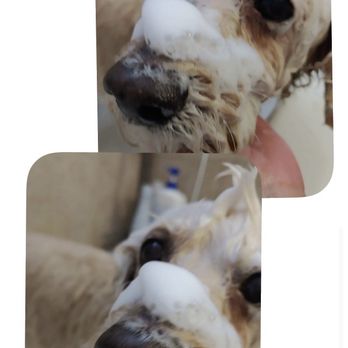 Dog Stylez - Blueberry facial - Pet Groomers Near Me - Desert Hot Springs, California Dog Stylez - Blueberry facial - Pet Groomers Near Me - Desert Hot Springs, California