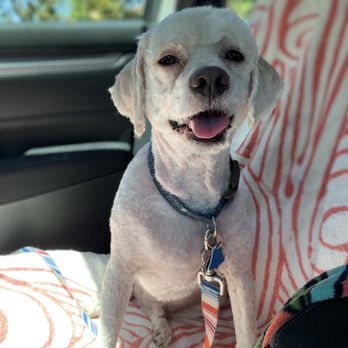 WoofPack Oc - Lucky post groom, fully shaven due to matted fur. But he's got his summer beach bod! - Pet Training Near Me WoofPack Oc - Lucky post groom, fully shaven due to matted fur. But he's got his summer beach bod! - Pet Training Near Me