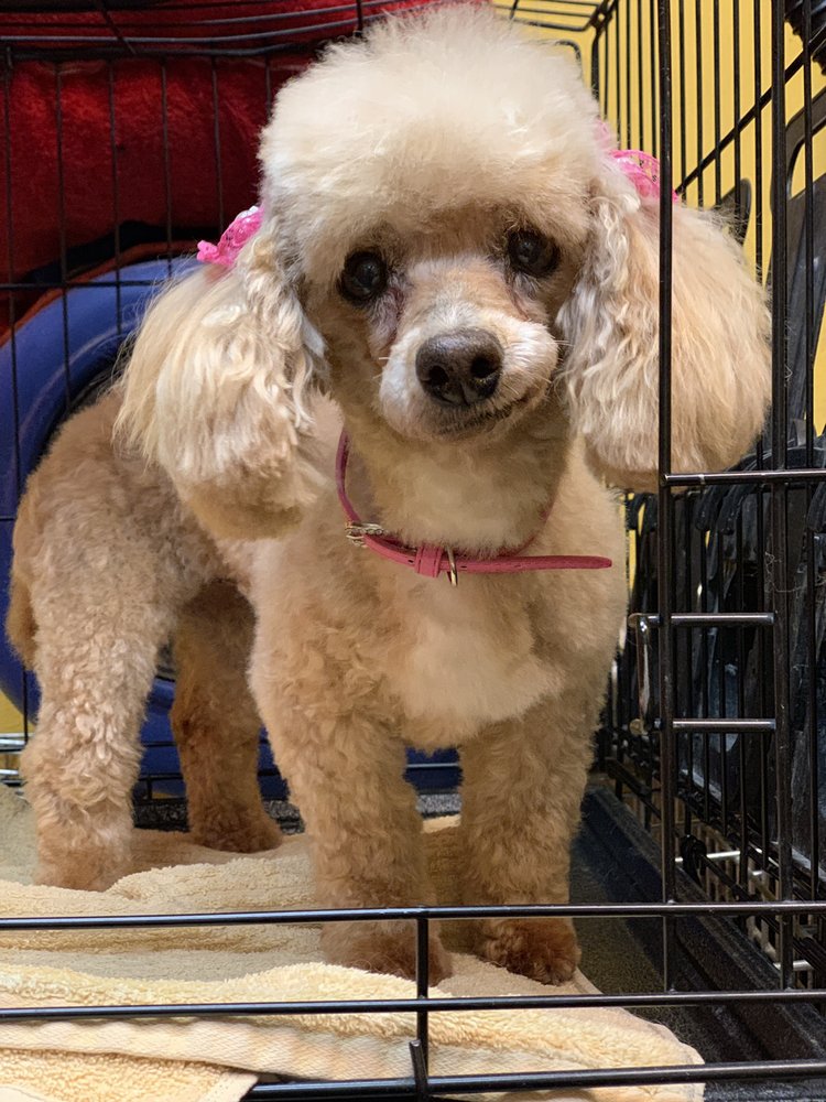 Westside Animal Welfare Department 34 Photos Animal Shelters