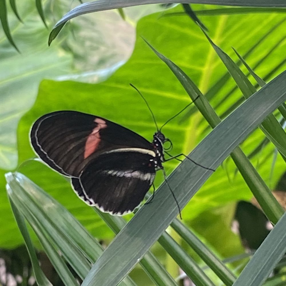 Hershey Gardens - Butterfly in butterfly atrium - Botanical Gardens Near Me - Hershey, Pennsylvania Hershey Gardens - Butterfly in butterfly atrium - Botanical Gardens Near Me - Hershey, Pennsylvania