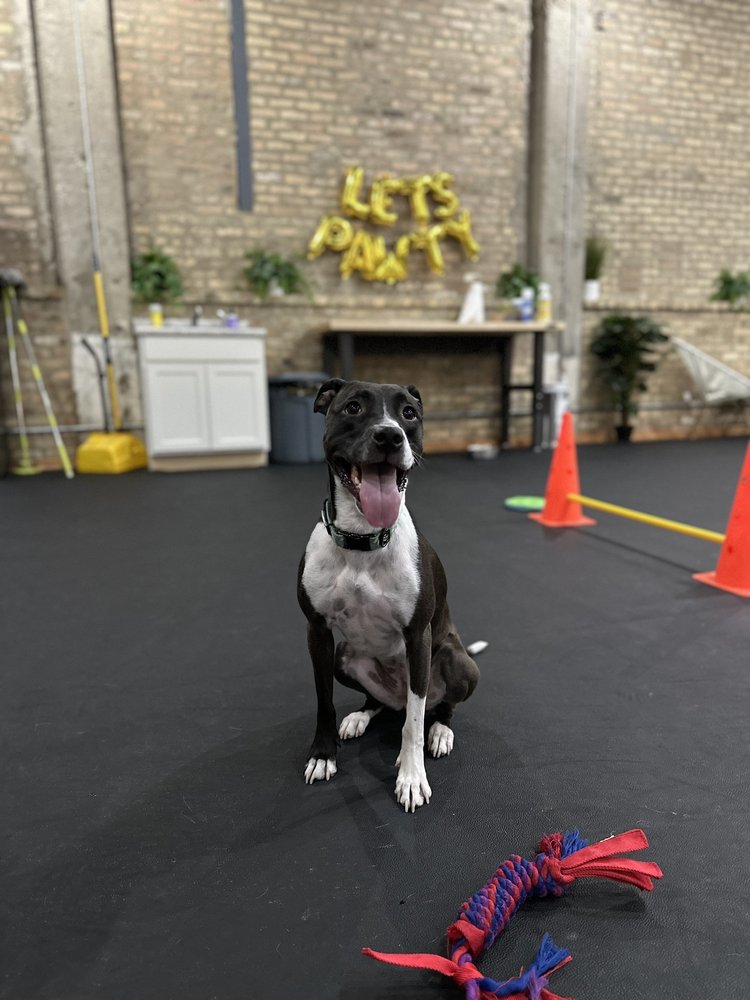 Old Town Animal Care Center - pet boarding facility in Chicago, IL