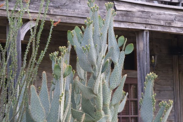 Lajitas Golf Resort by null