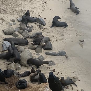 La Jolla Cove - So fun watching them interact with each other - Parks Near Me - La Jolla, California La Jolla Cove - So fun watching them interact with each other - Parks Near Me - La Jolla, California