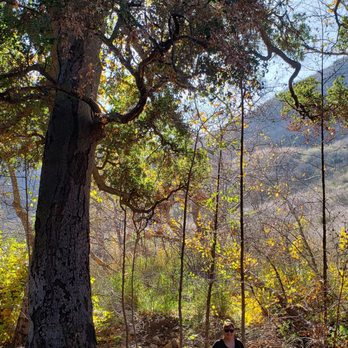 Solstice Canyon - Gorgeous tree - Parks Near Me - Malibu, California