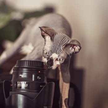 Hollywood Sphynx - Copyrighted Bronislav Novak - Pet Services Near Me Hollywood Sphynx - Copyrighted Bronislav Novak - Pet Services Near Me