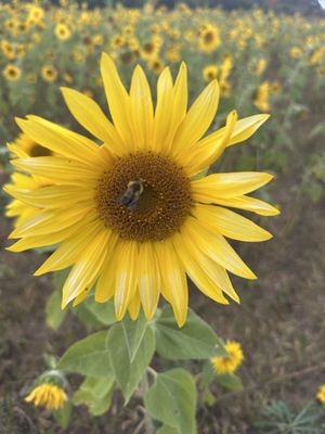 The Property Farms and McCallum's Orchard & Cider Mill by null