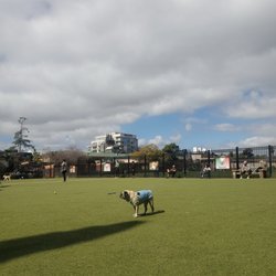 Little Italy Dog Park - Main area