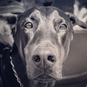 Veterinary Partners - Kooper - Veterinarians Near Me - Scottsdale, Arizona