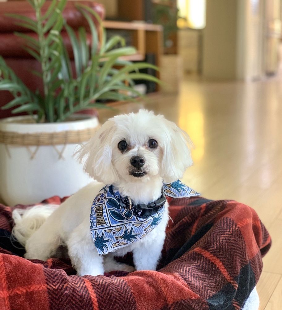 OAHU MOBILE GROOMING OMG Updated May 2024 10 Photos & 12 Reviews