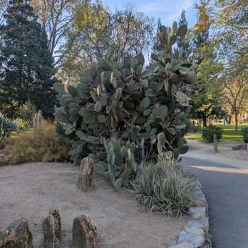 Capitol Park - Prickly Pear cactus (Opuntia) - Parks Near Me - Sacramento, California Capitol Park - Prickly Pear cactus (Opuntia) - Parks Near Me - Sacramento, California