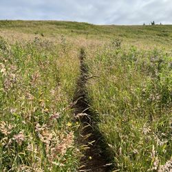 Cascade Head Trail - Cascade Head, continuing to the upper viewpoint.