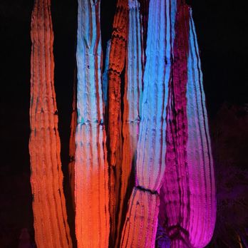 Desert Botanical Garden - Gorgeous lit up Saguaro cactus at Desert Botanical Gardens: After Dark. - Botanical Gardens Near Me - Phoenix, Arizona