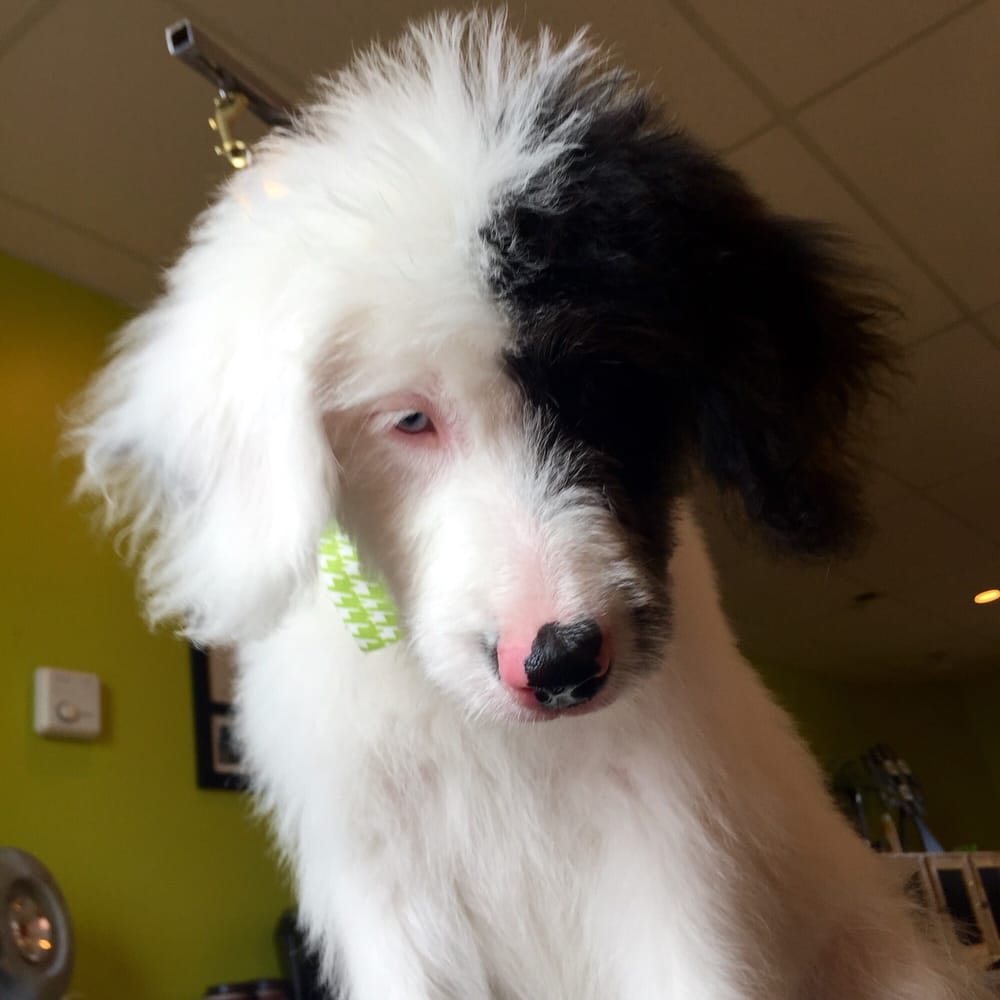 GROOMING BY BECKY Updated September 2024 809 Victoria Avenue E