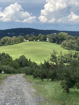 Masker Orchards by null