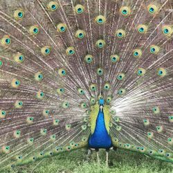 Liberty Acres Animal Haven & Equine Rescue