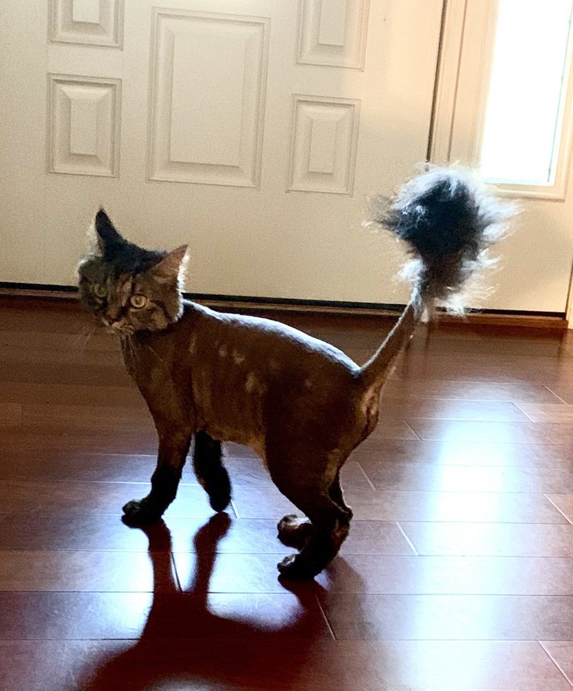 HIGHLAND ANIMAL HOSPITAL 17 Photos & 26 Reviews 2124 Highland Ave